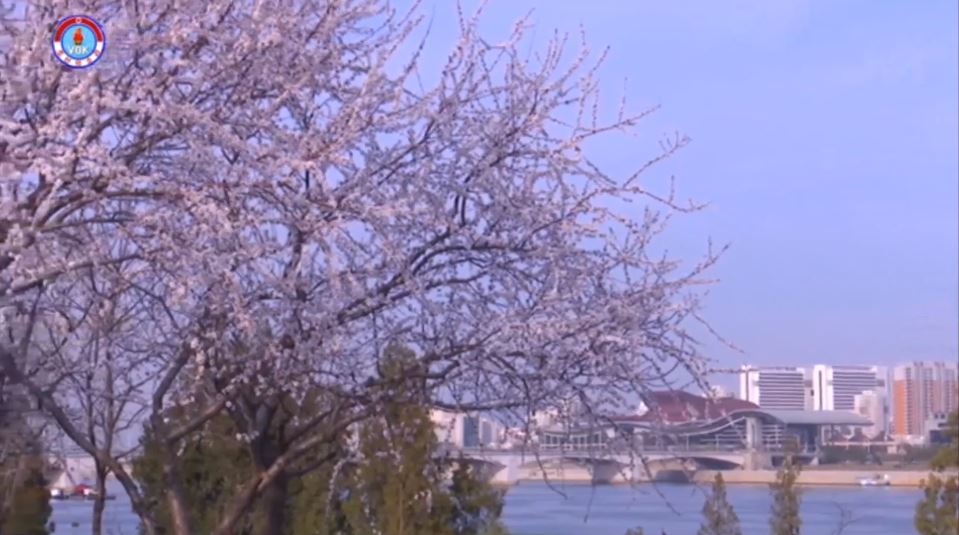 Video: Pyongyang in Spring
