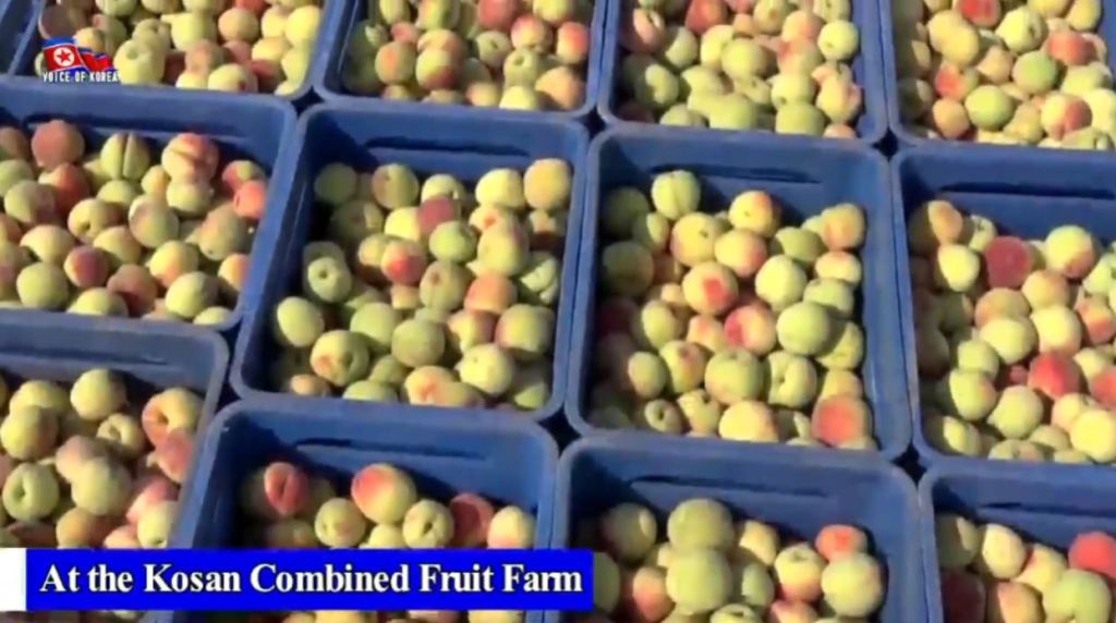 Video: Early Fruits Sent to Wonsan City